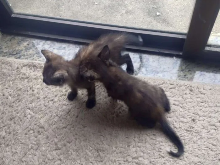 Gato raça Indefinida idade 2 a 6 meses nome Sem nome
