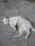 Manu