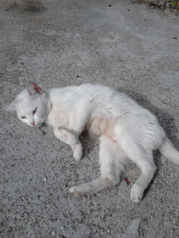 Gato ra a SRD idade 2 a 6 meses nome Manu