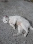 Manu