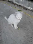 Manu