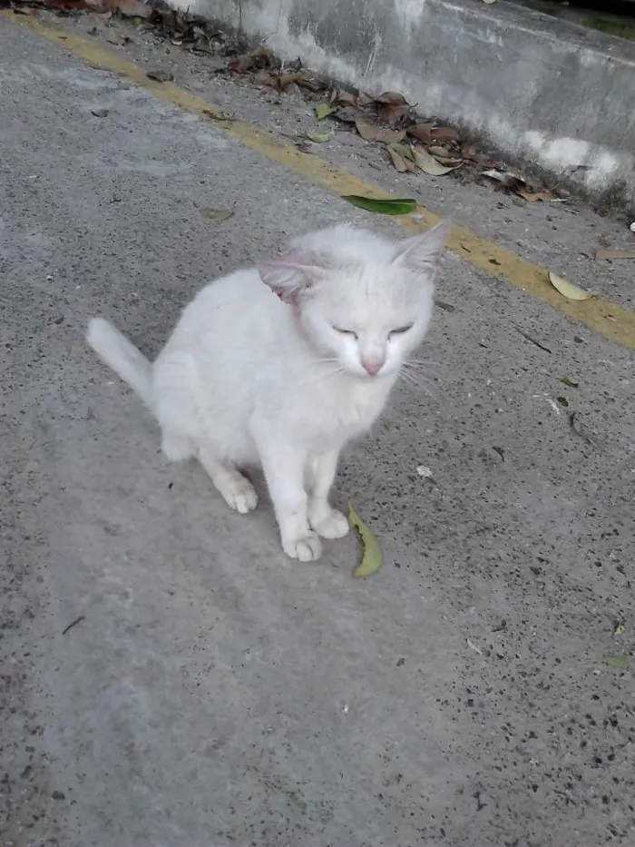Gato ra a SRD idade 2 a 6 meses nome Manu