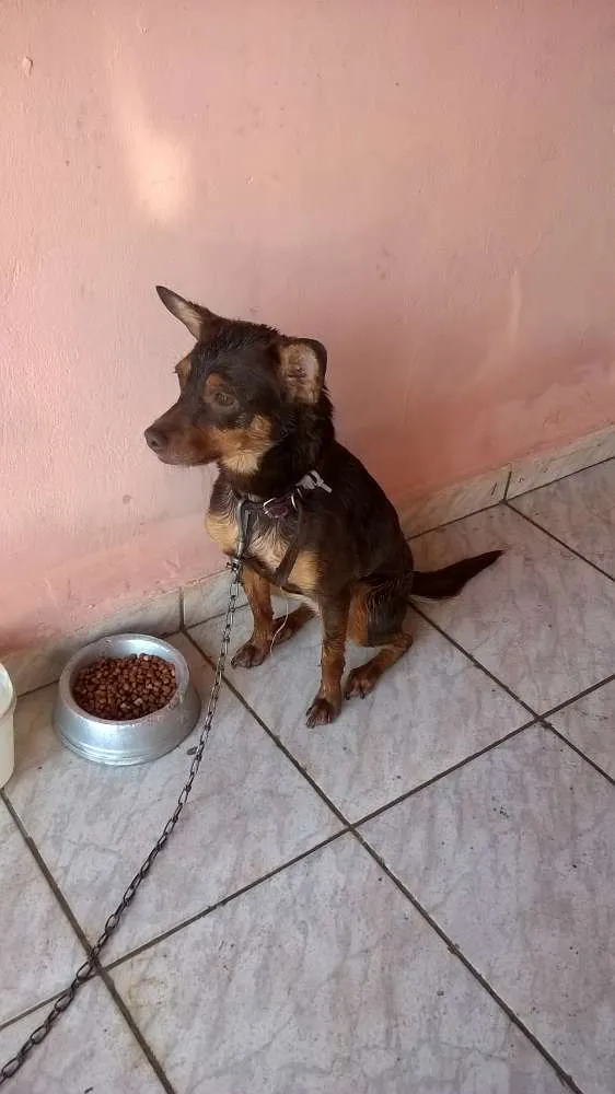 Cachorro ra a pincher /vira lata idade 2 anos nome Polly