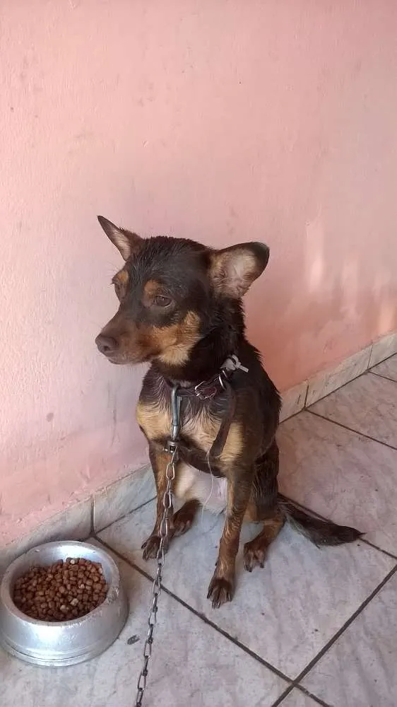 Cachorro ra a pincher /vira lata idade 2 anos nome Polly