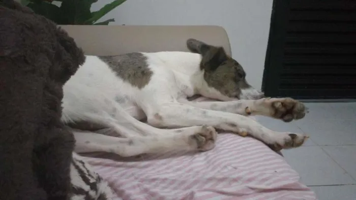 Cachorro ra a  idade 2 anos nome Amora