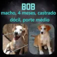 Bob