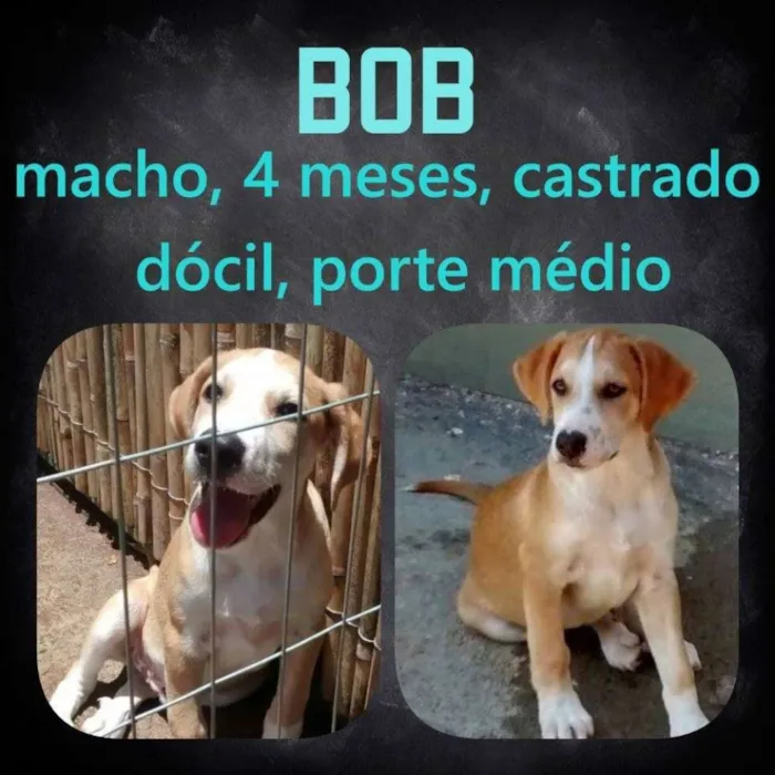 Cachorro ra a SRD idade 2 a 6 meses nome Bob