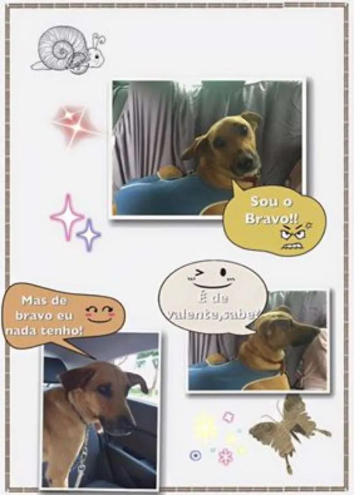 Cachorro ra a srd idade 4 anos nome Bravo