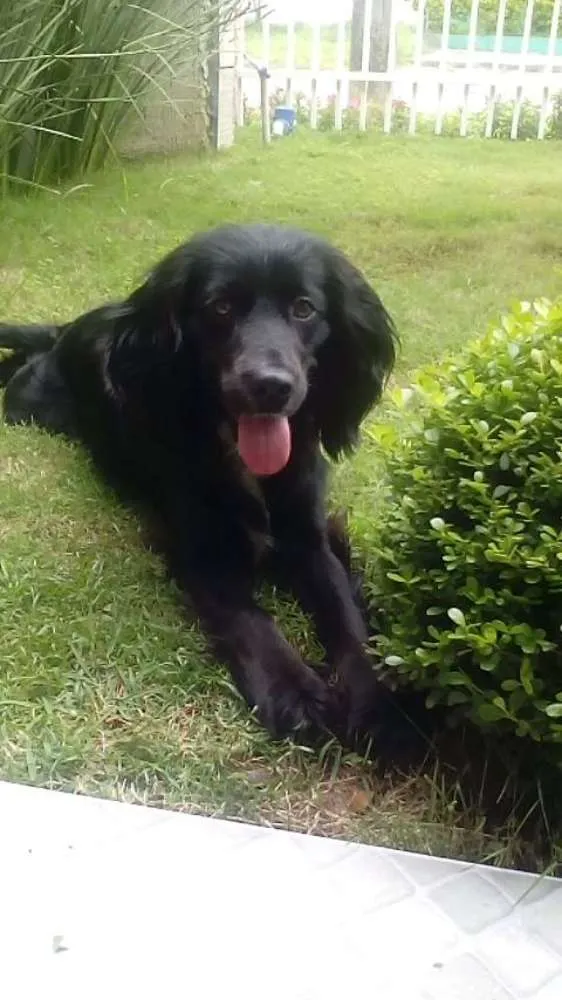 Cachorro ra a Indedinida idade 1 ano nome Sissa