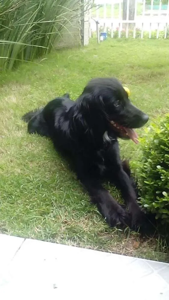 Cachorro ra a Indedinida idade 1 ano nome Sissa