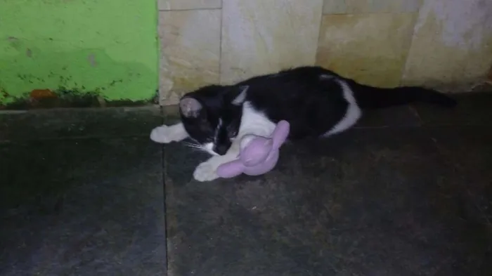 Gato raça Vira Lata idade Abaixo de 2 meses nome Nino