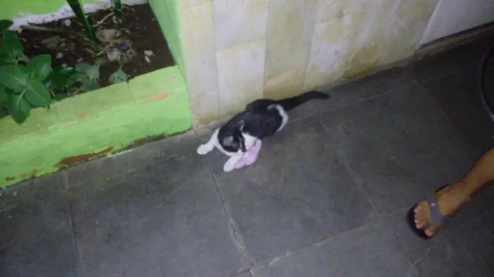 Gato raça Vira Lata idade Abaixo de 2 meses nome Nino