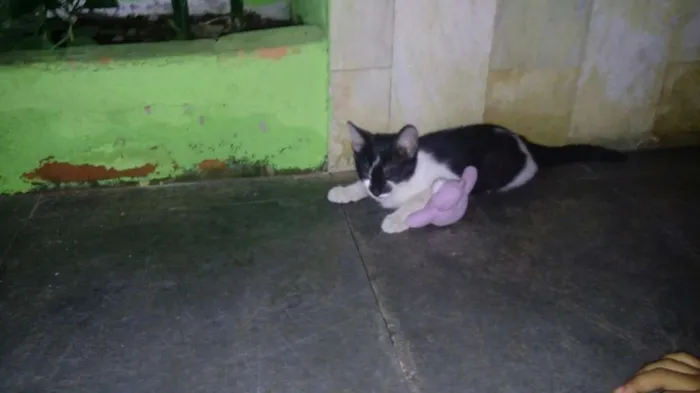 Gato raça Vira Lata idade Abaixo de 2 meses nome Nino