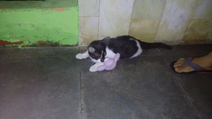 Gato raça Vira Lata idade Abaixo de 2 meses nome Nino