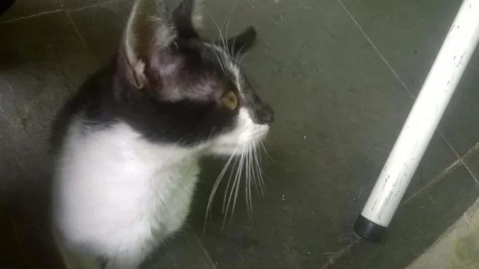 Gato raça Vira Lata idade Abaixo de 2 meses nome Nino