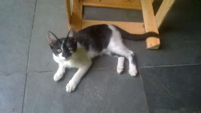 Gato raça Vira Lata idade Abaixo de 2 meses nome Nino