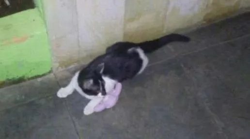 Gato raça Vira Lata idade Abaixo de 2 meses nome Nino