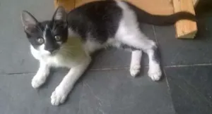 Gato raça Vira Lata idade Abaixo de 2 meses nome Nino