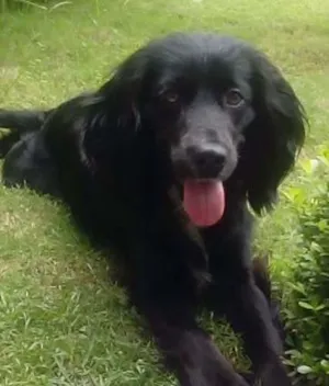 Cachorro raça Indedinida idade 1 ano nome Sissa