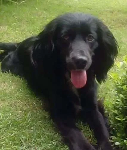 Cachorro ra a Indedinida idade 1 ano nome Sissa