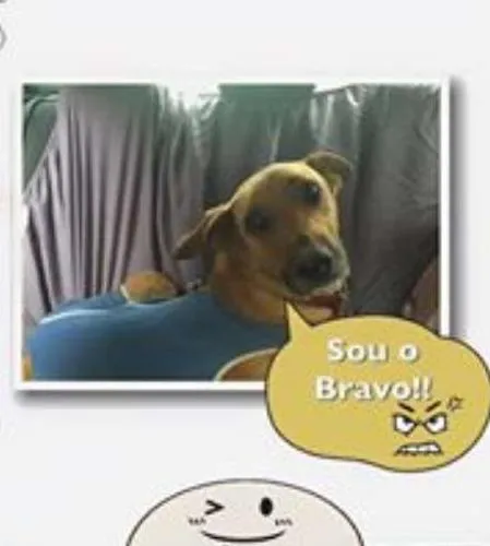 Cachorro ra a srd idade 4 anos nome Bravo
