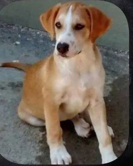 Cachorro ra a SRD idade 2 a 6 meses nome Bob