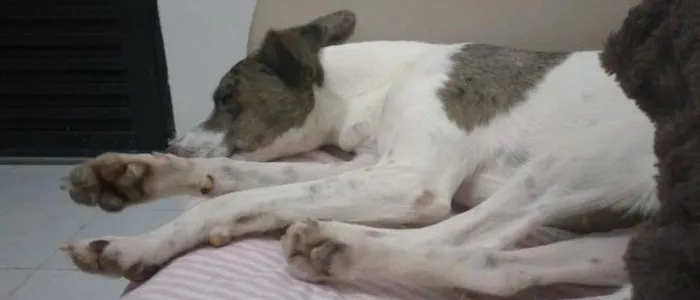 Cachorro ra a  idade 2 anos nome Amora
