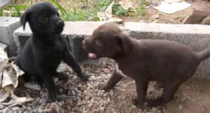 Cachorro raça SRD idade Abaixo de 2 meses nome filhote