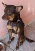 Polly