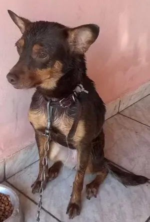 Cachorro raça pincher /vira lata idade 2 anos nome Polly