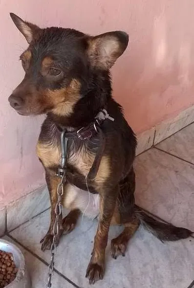 Cachorro ra a pincher /vira lata idade 2 anos nome Polly
