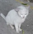 Manu