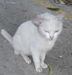 Gato raça SRD idade 2 a 6 meses nome Manu