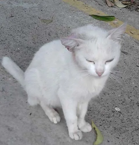 Gato ra a SRD idade 2 a 6 meses nome Manu