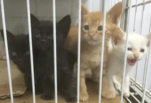Gato raça SRD idade Abaixo de 2 meses nome Sem nome