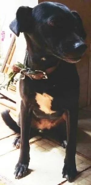 Cachorro raça SRD idade 1 ano nome Tina