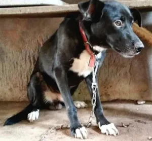 Cachorro raça SRD idade 1 ano nome Max