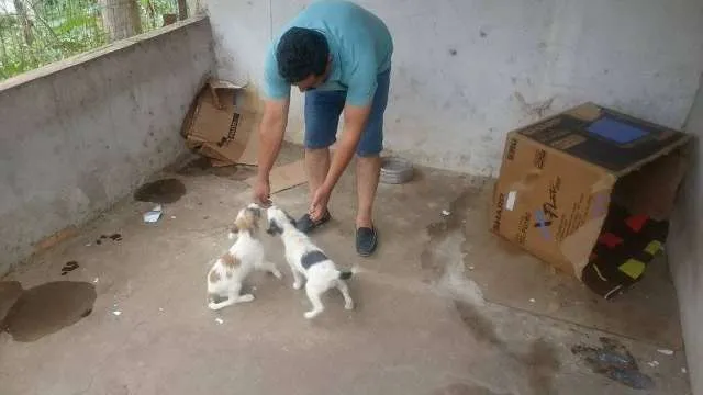 Cachorro raça  idade 2 a 6 meses nome Mel e Sissi