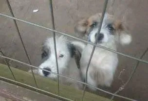 Cachorro raça  idade 2 a 6 meses nome Mel e Sissi