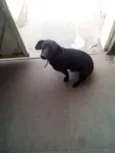 Pretinha