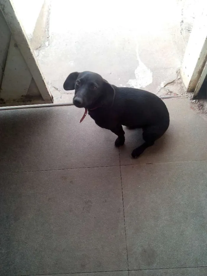 Cachorro ra a Vira lata idade 2 anos nome Pretinha