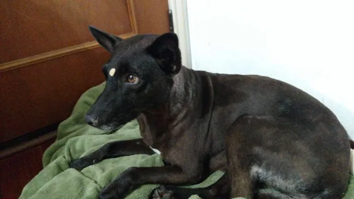 Cachorro ra a Vira lata idade 5 anos nome Não sabemos