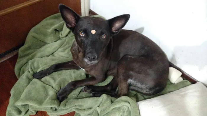 Cachorro ra a Vira lata idade 5 anos nome Não sabemos