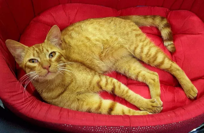 Gato ra a SRD idade 2 a 6 meses nome Dante
