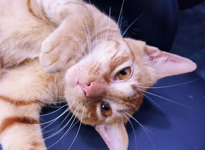 Gato ra a SRD idade 2 a 6 meses nome Dante