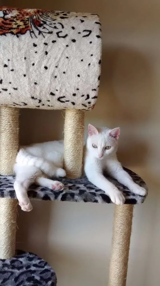 Gato raça SDR idade 4 anos nome SOFIA GRATIFICA