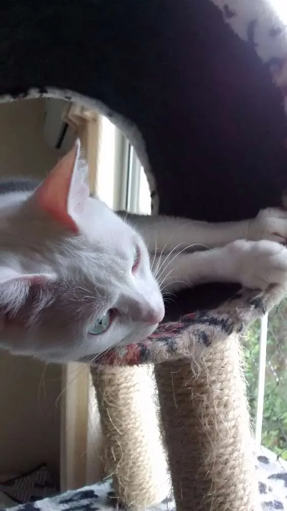 Gato raça SDR idade 4 anos nome SOFIA GRATIFICA