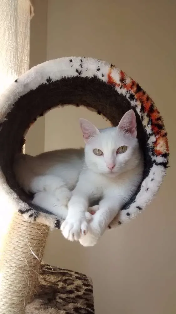 Gato raça SDR idade 4 anos nome SOFIA GRATIFICA