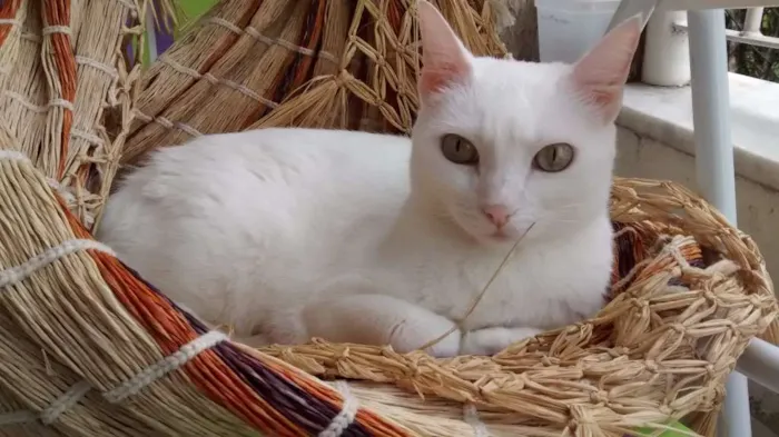 Gato raça SDR idade 4 anos nome SOFIA GRATIFICA