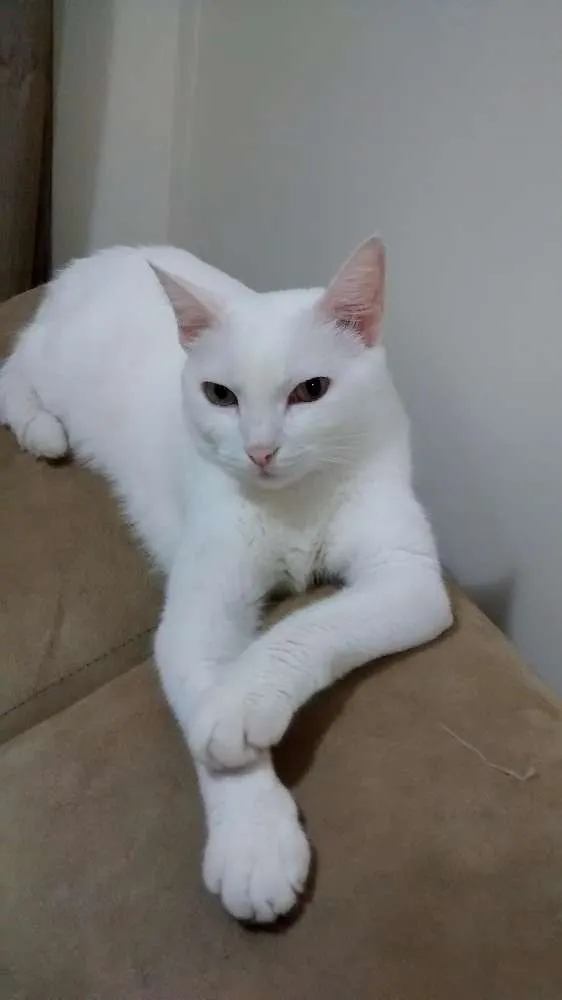Gato raça SDR idade 4 anos nome SOFIA GRATIFICA